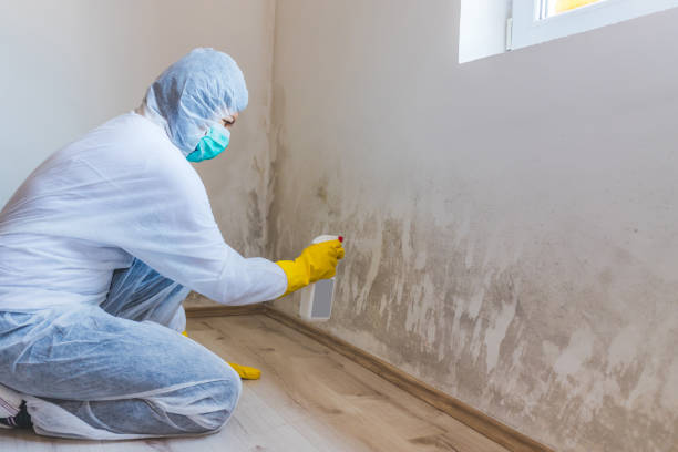 Licensed Mold Inspection service in Belmont, PA - WQB Mold Removal